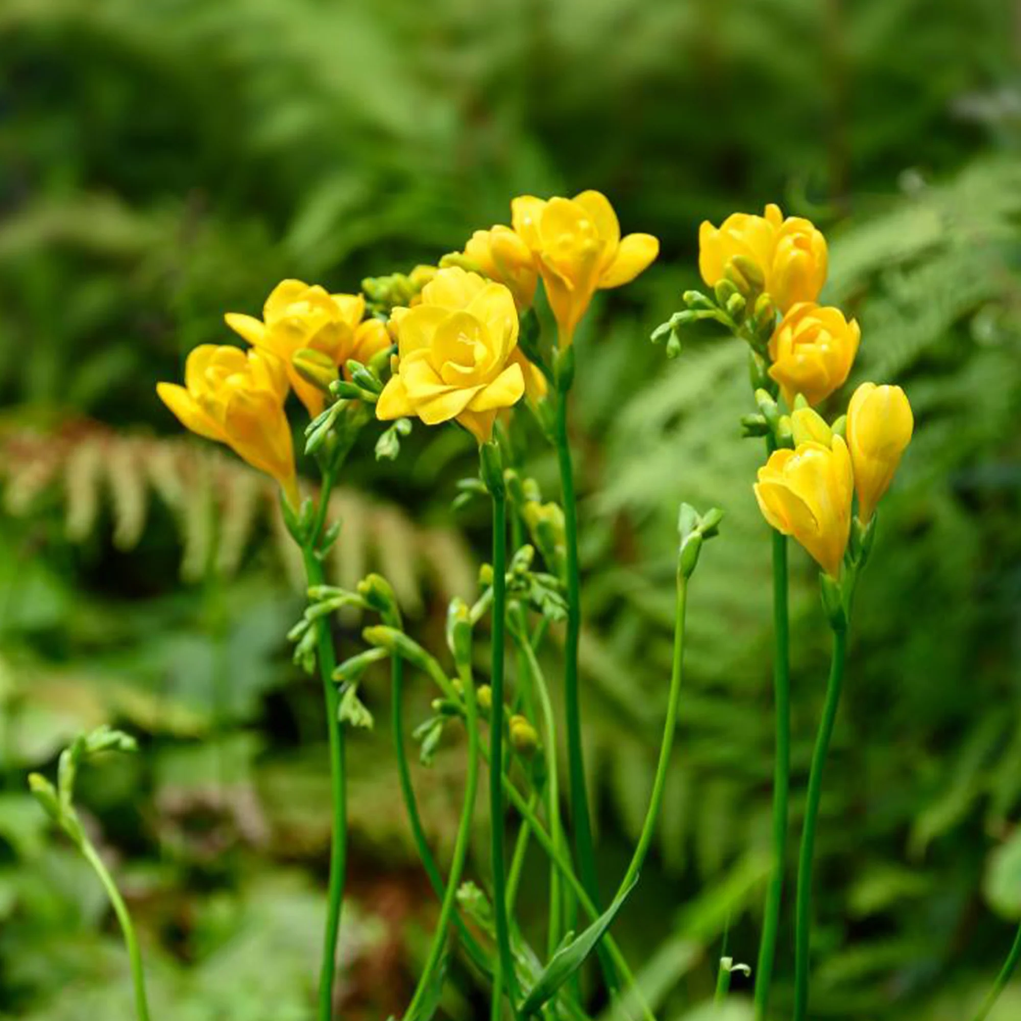 Miniatuur 2