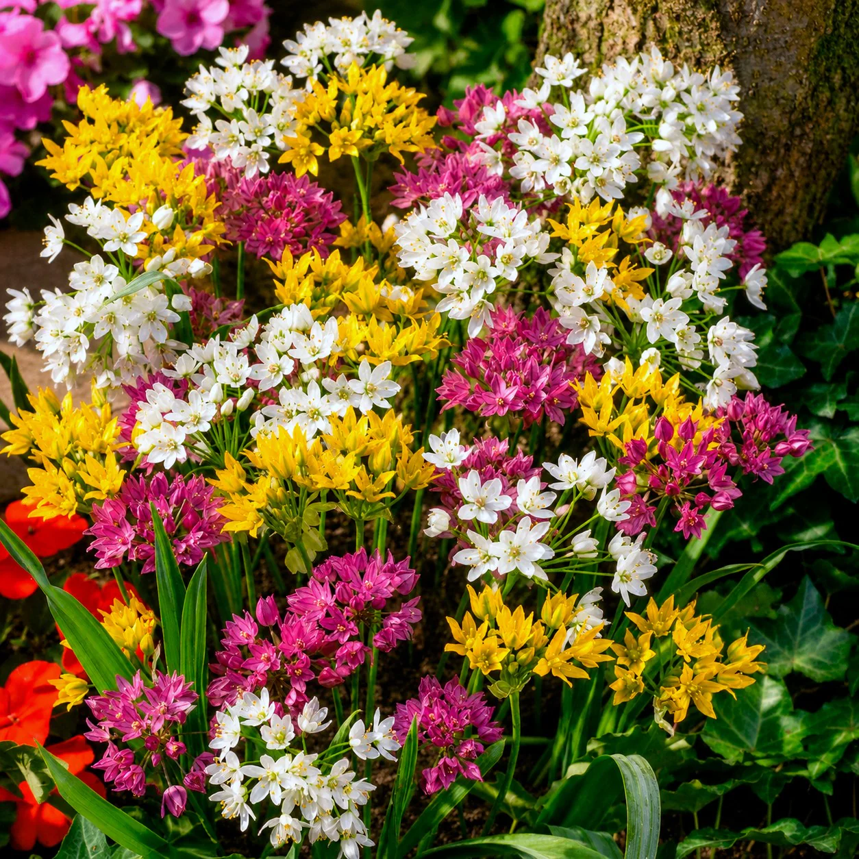 Miniatuur 1