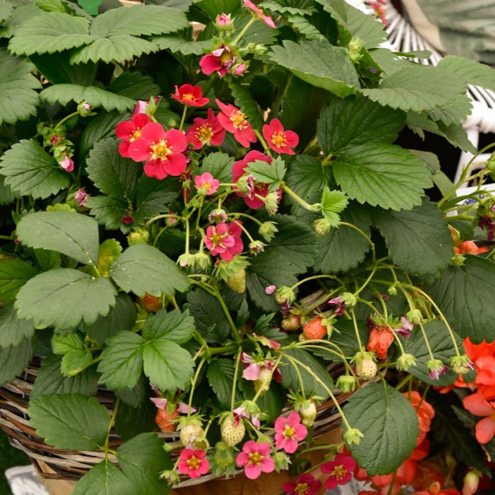 Miniatuur 2