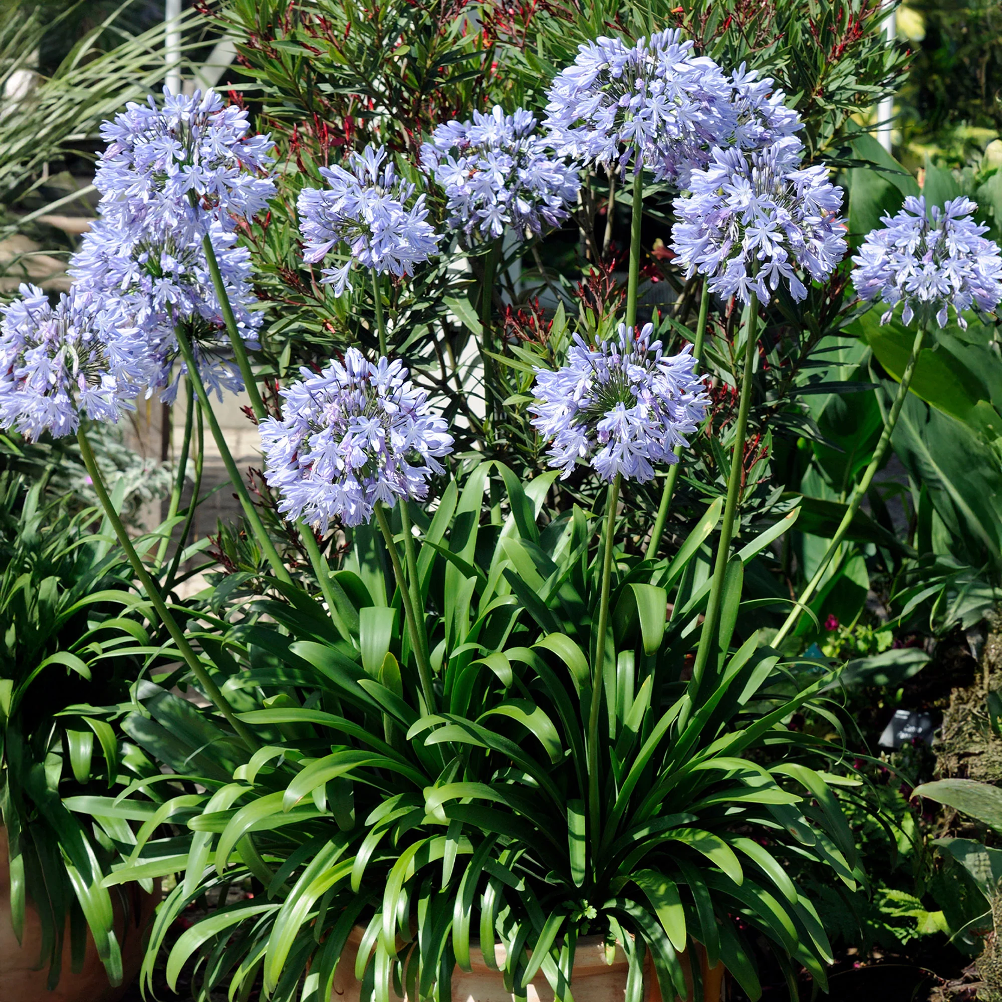 Miniatuur 1