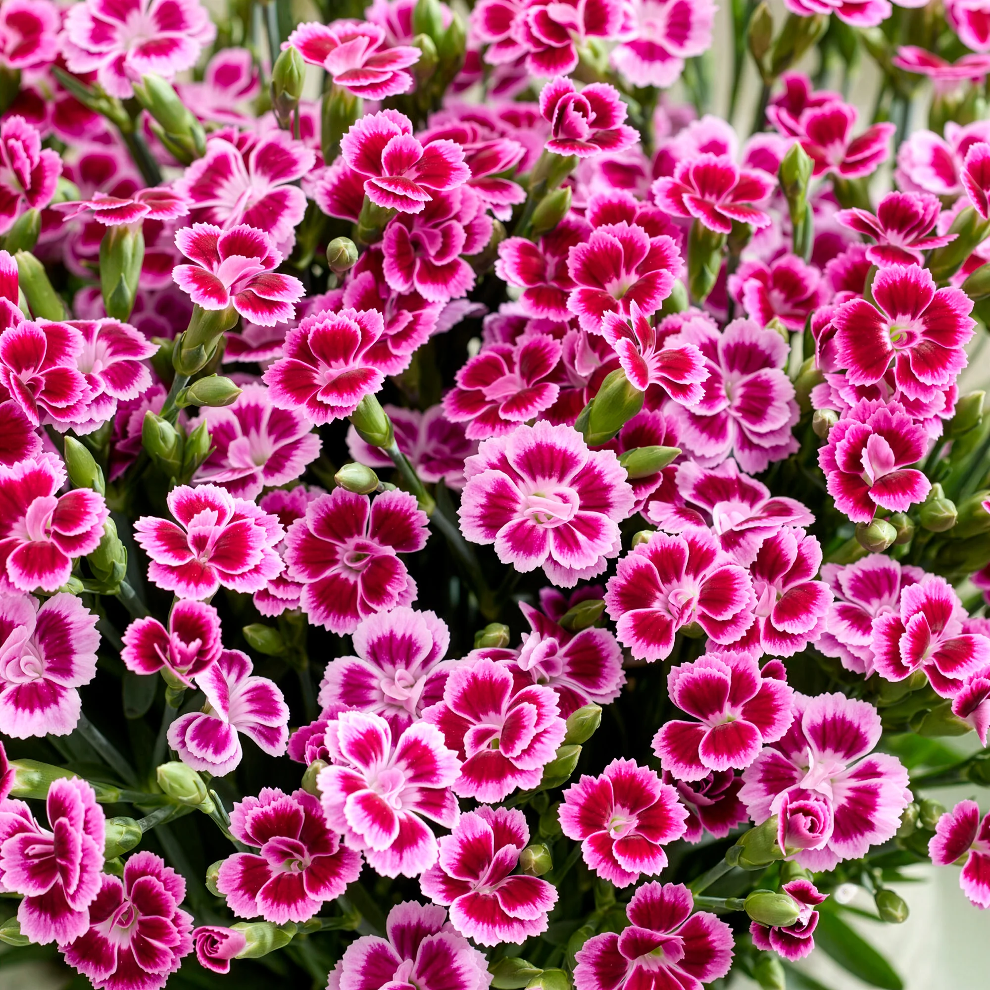 Miniatuur 2
