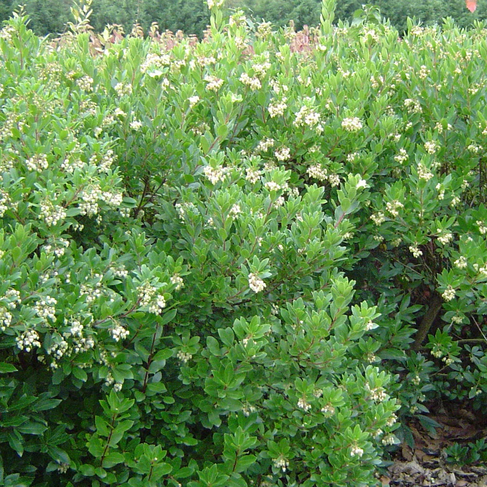 Miniatuur 1
