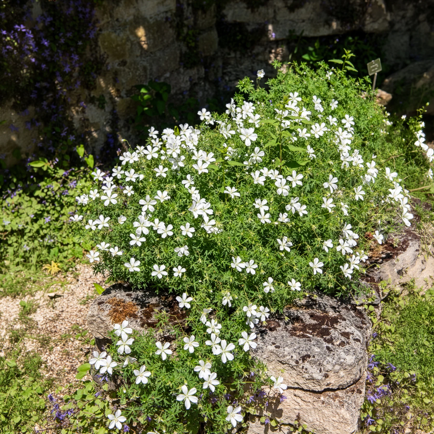 Productafbeelding 7
