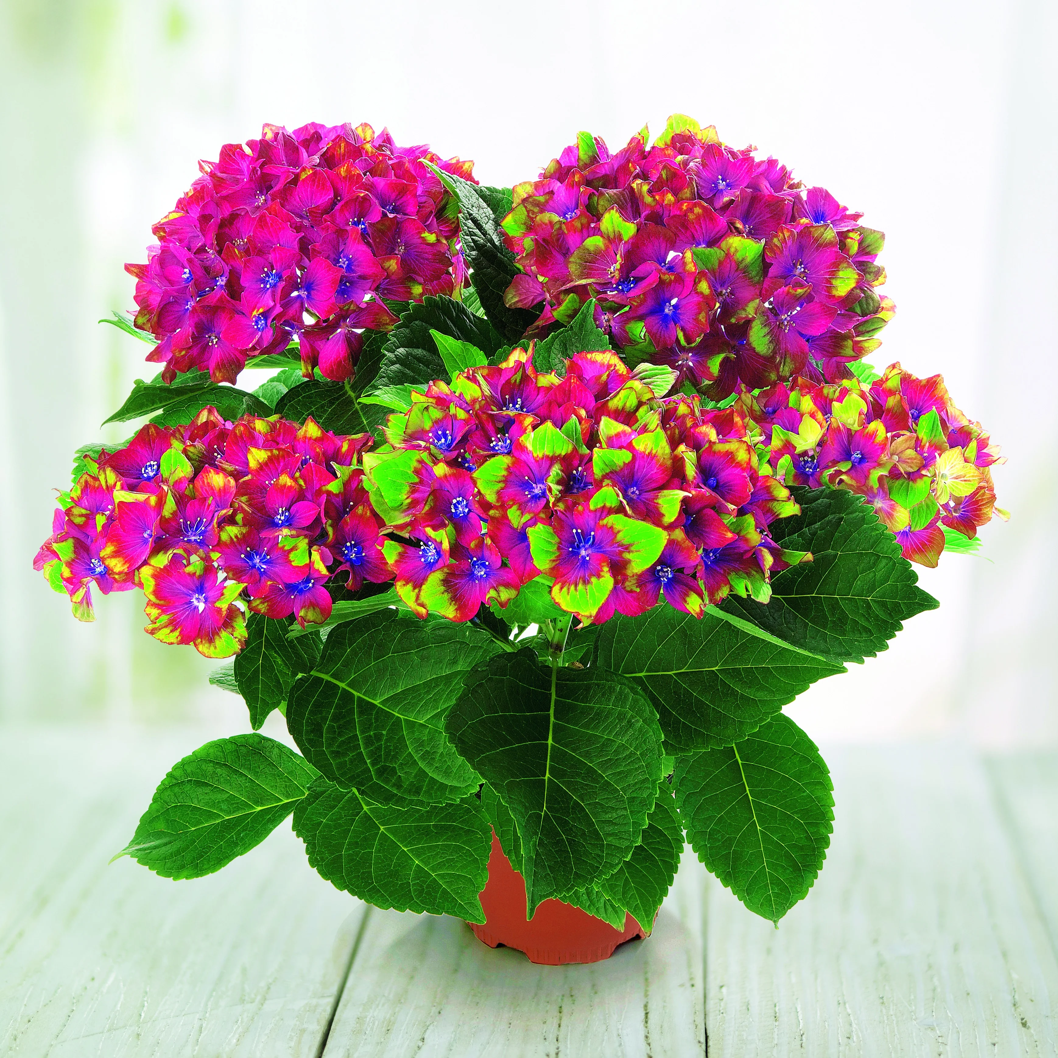 Miniatuur 2