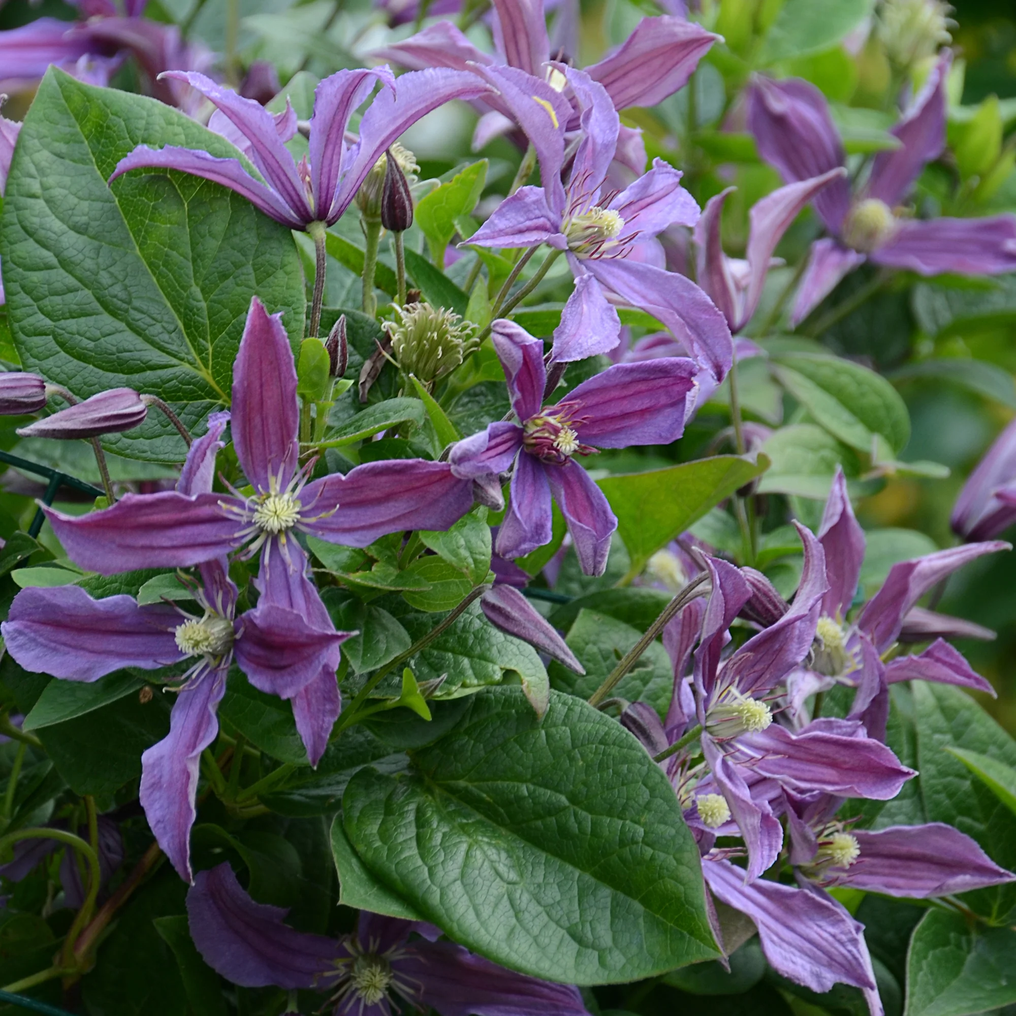 Miniatuur 2