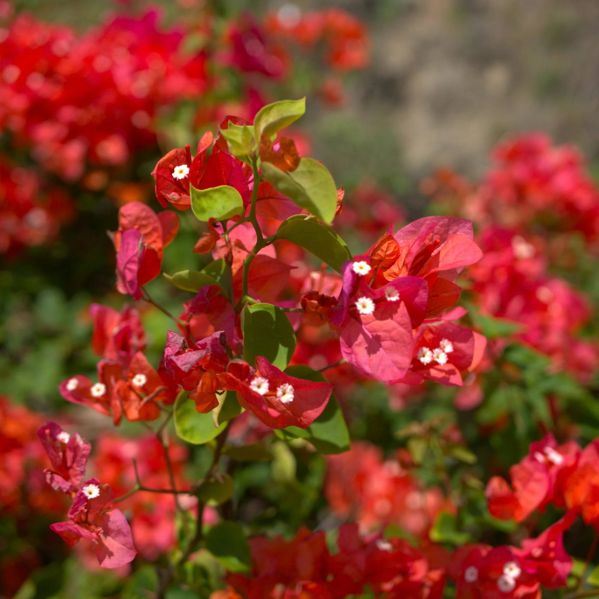 Productafbeelding 2