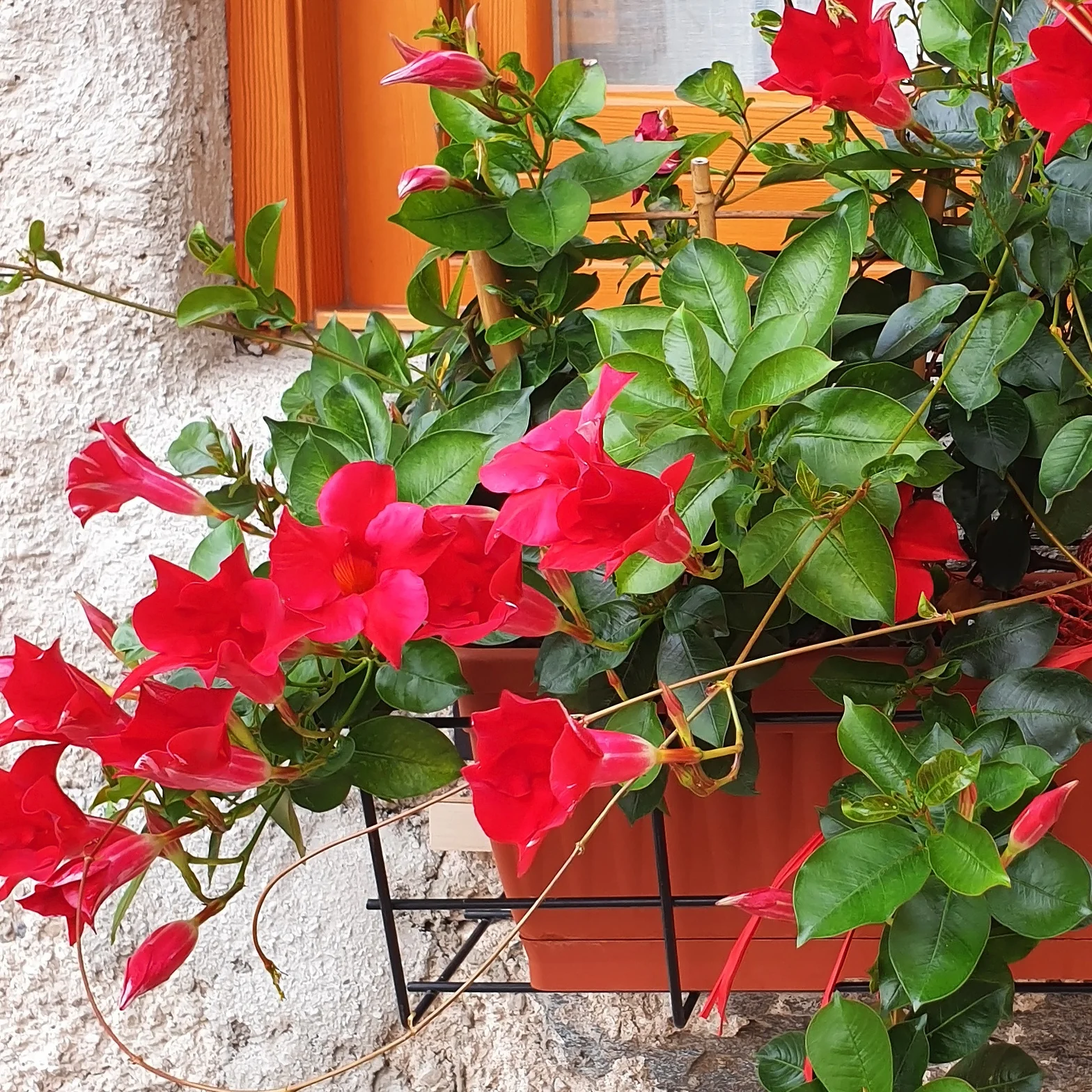 Miniatuur 1