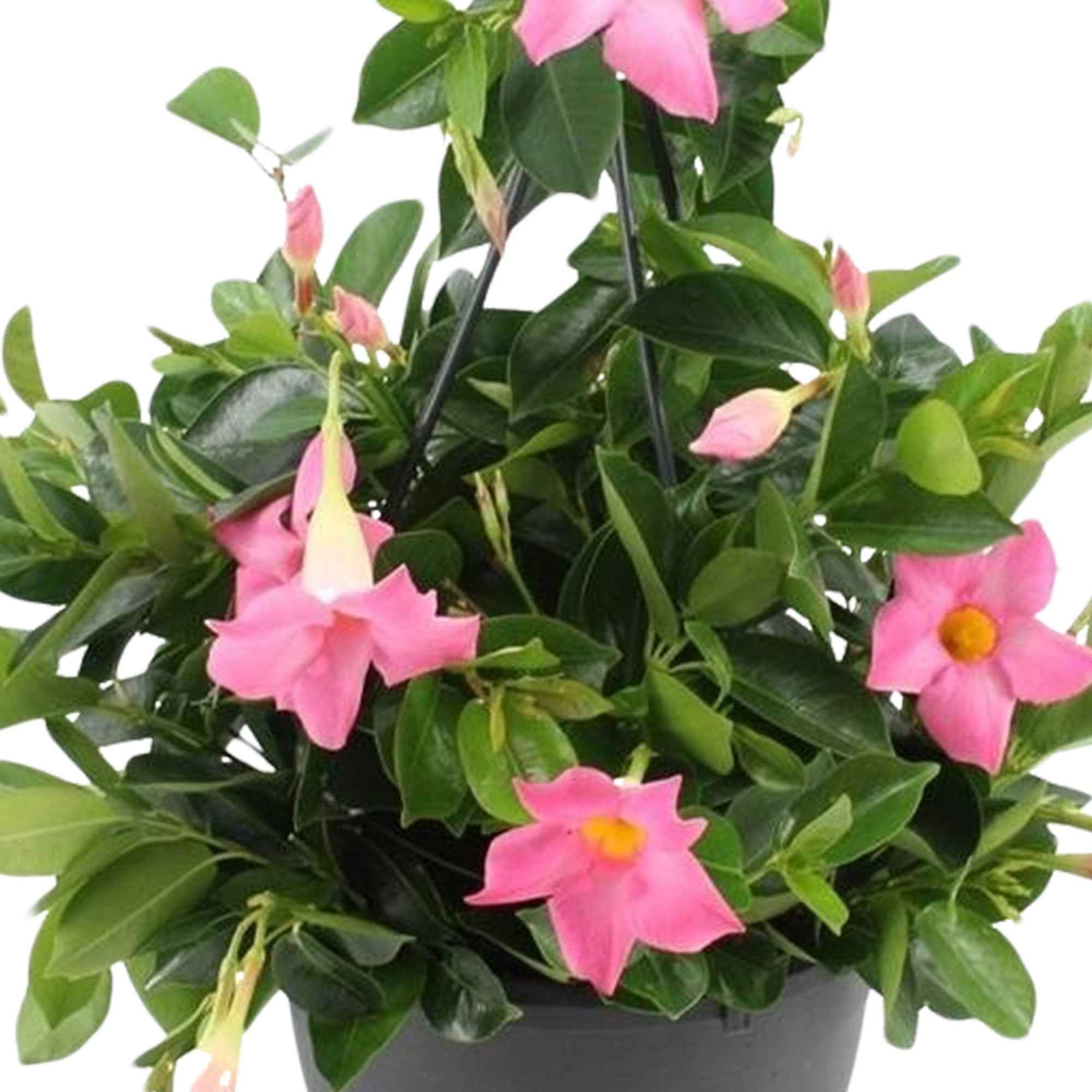 Miniatuur 2