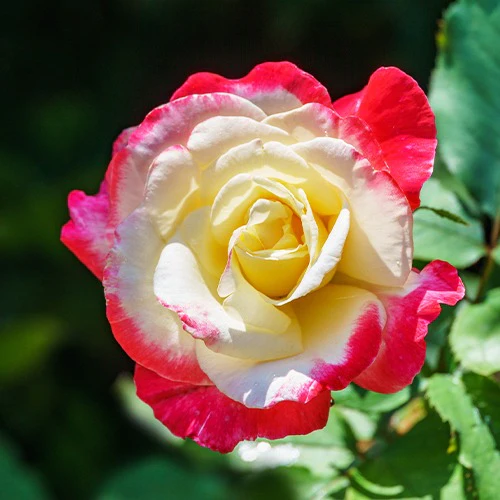 Productafbeelding 2