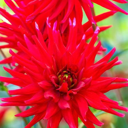 Miniatuur 2
