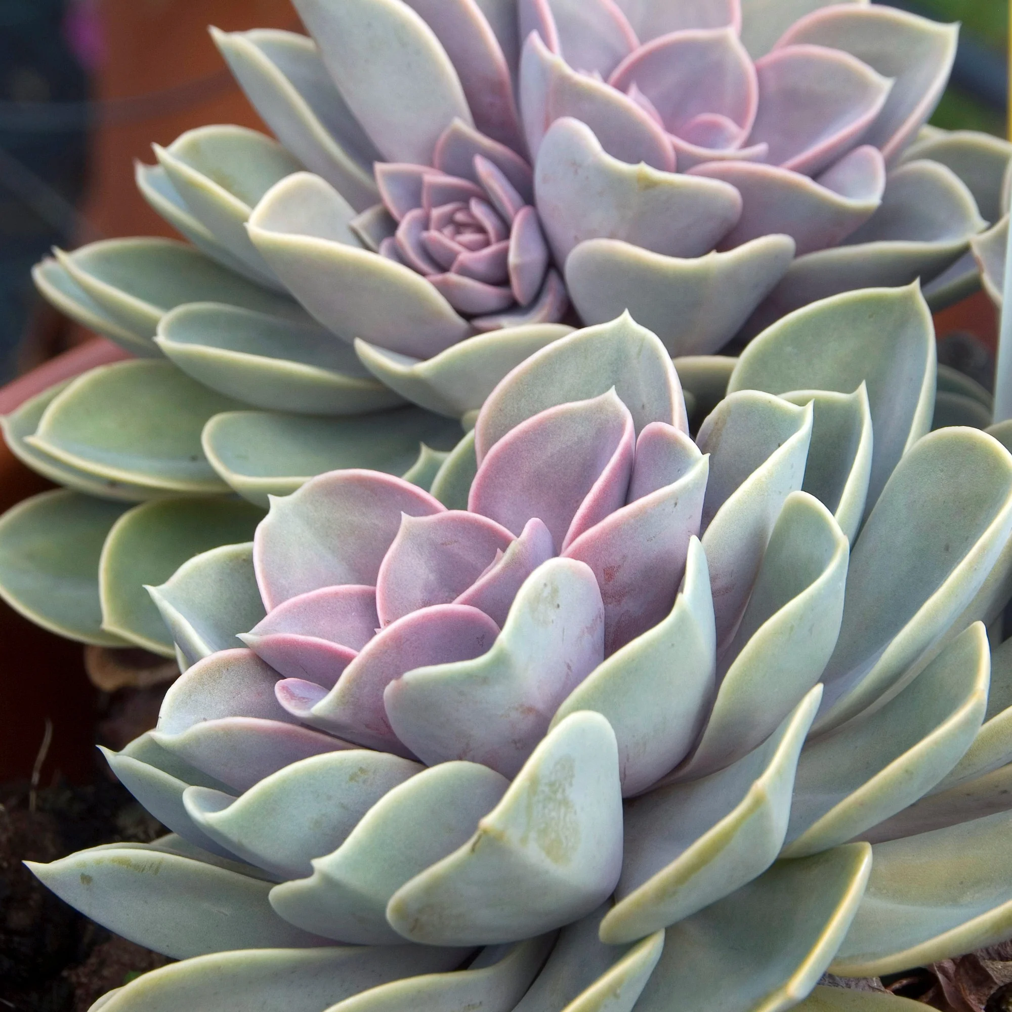 Miniatuur 2
