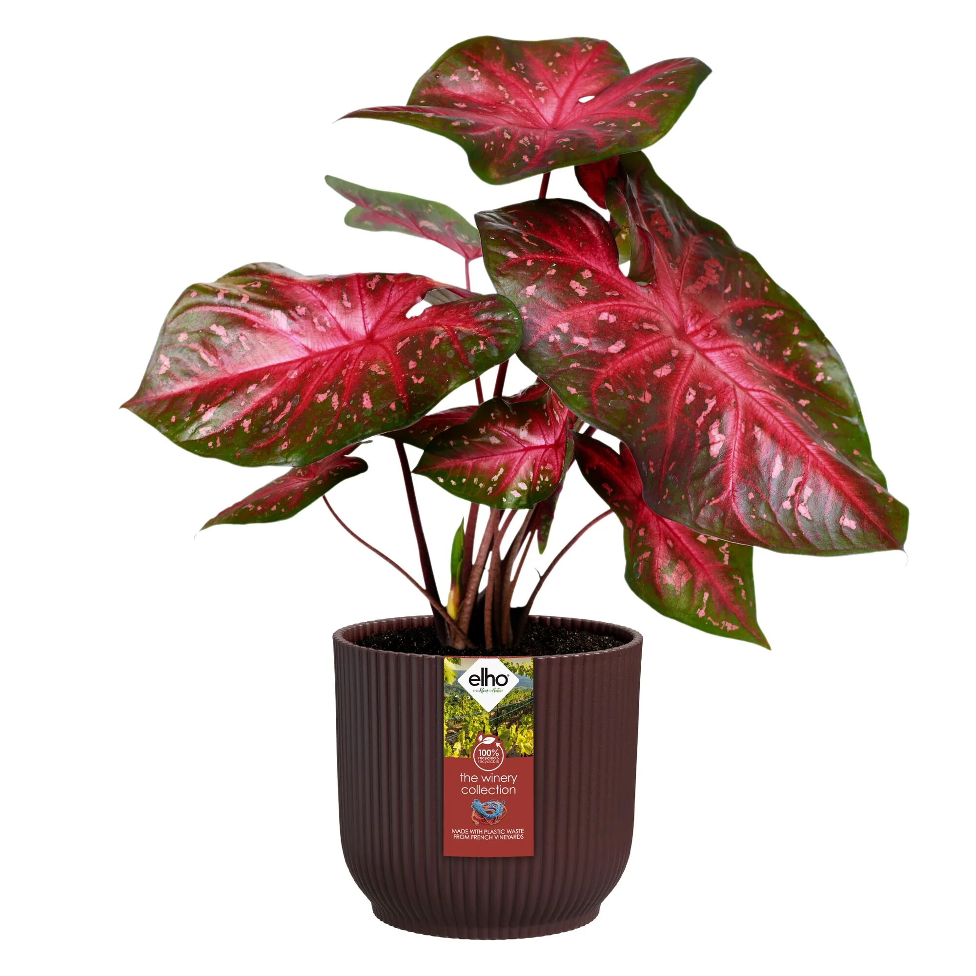 Miniatuur 2