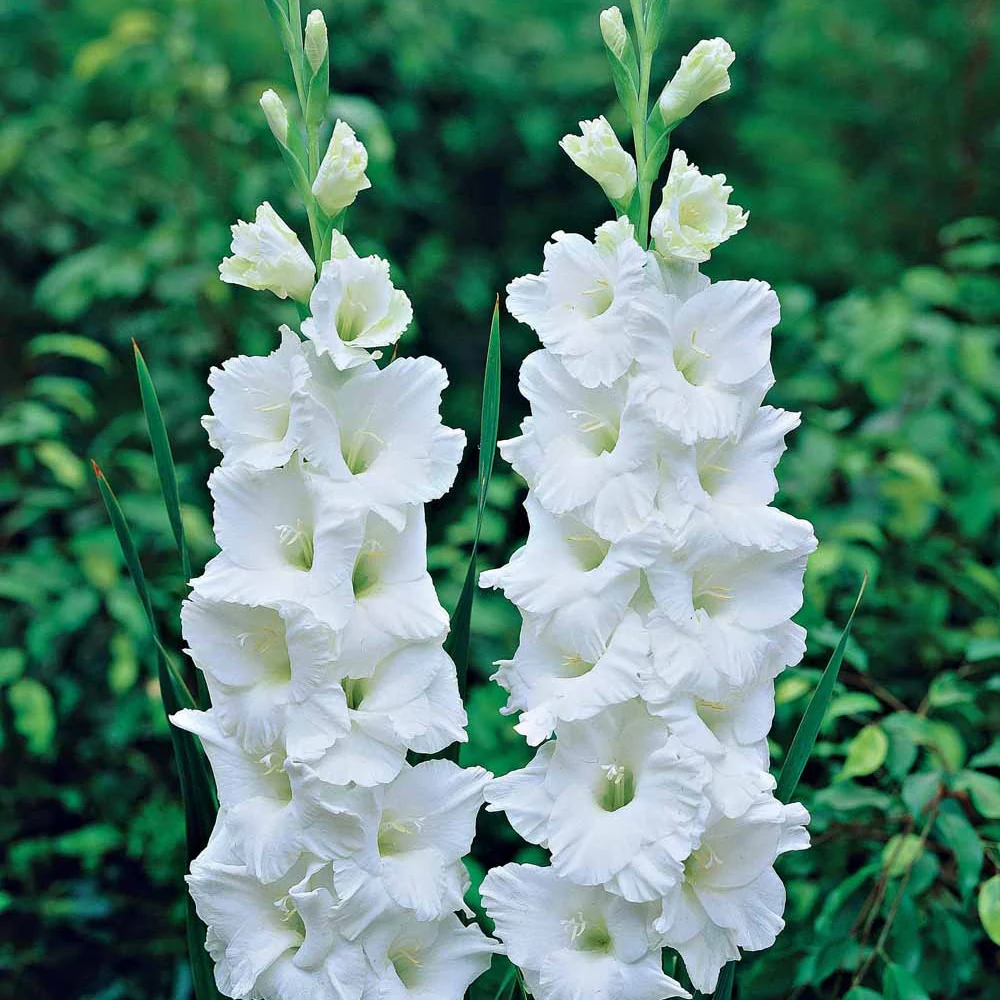 Miniatuur 2