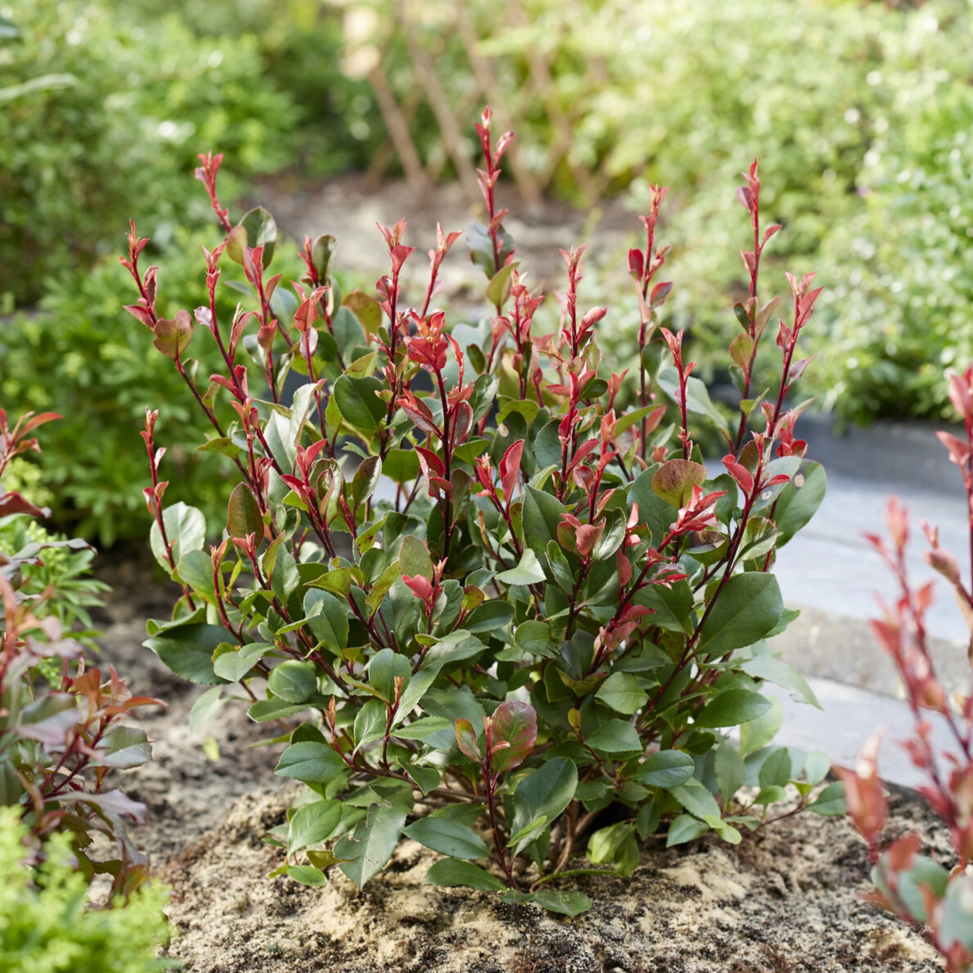 Miniatuur 2