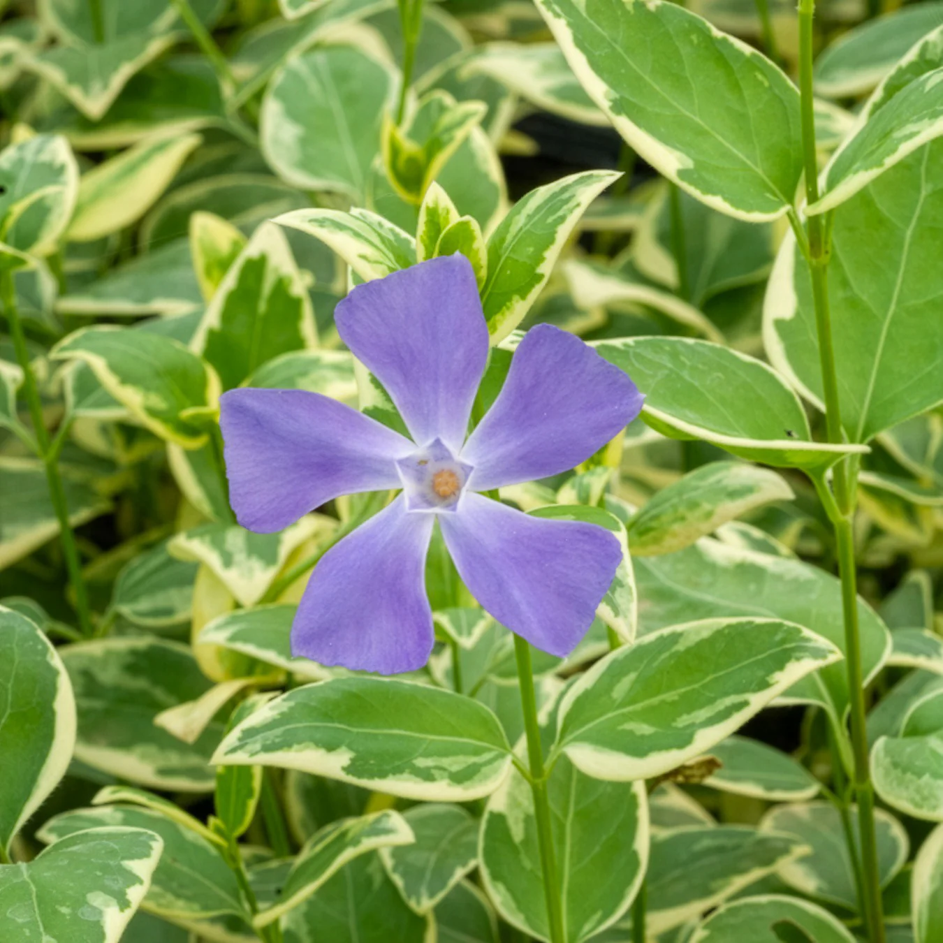 Miniatuur 1