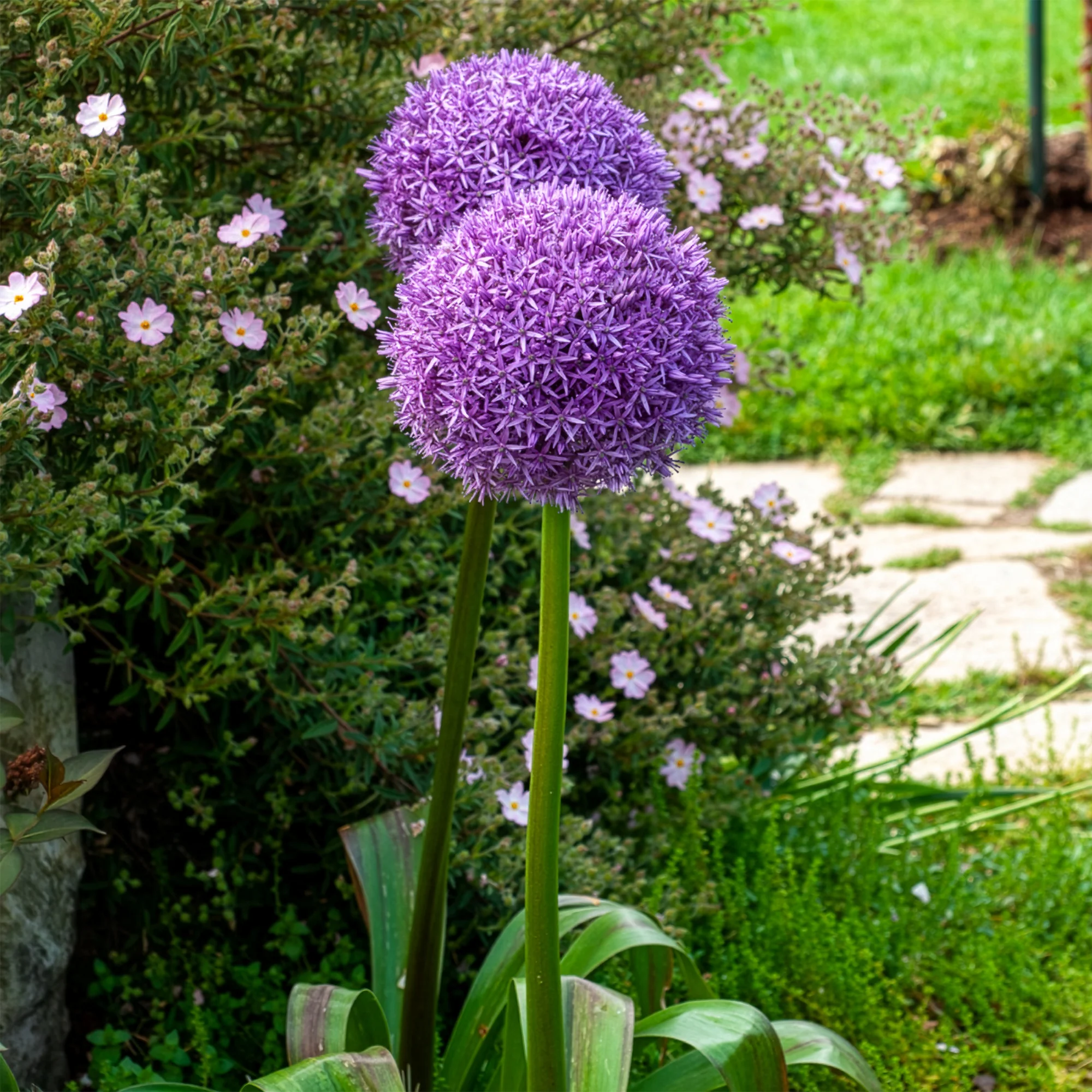 Miniatuur 2