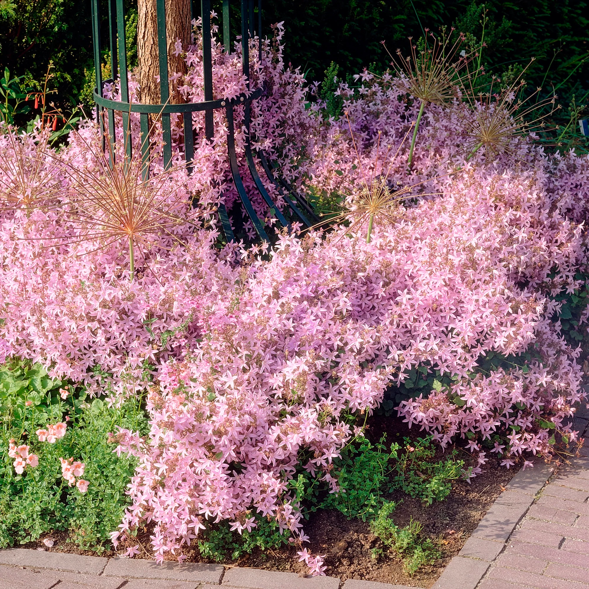 Miniatuur 1