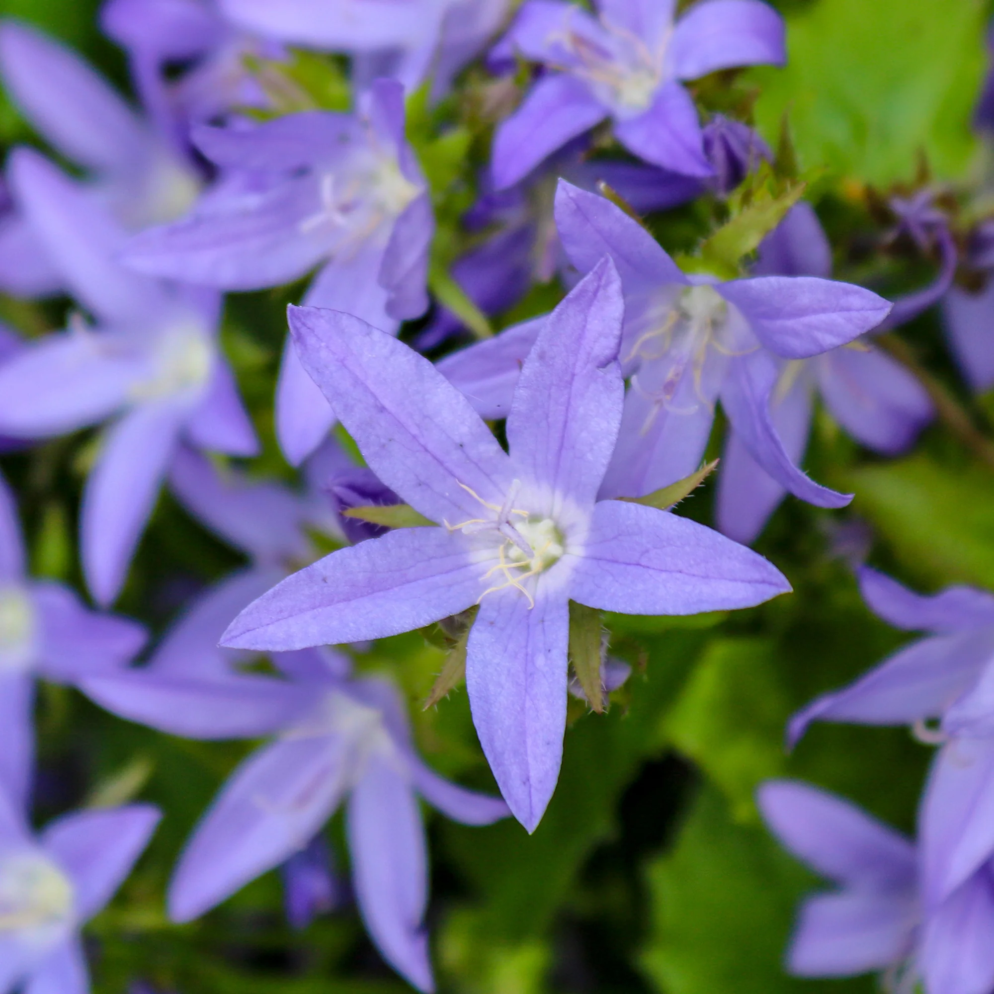 Miniatuur 2