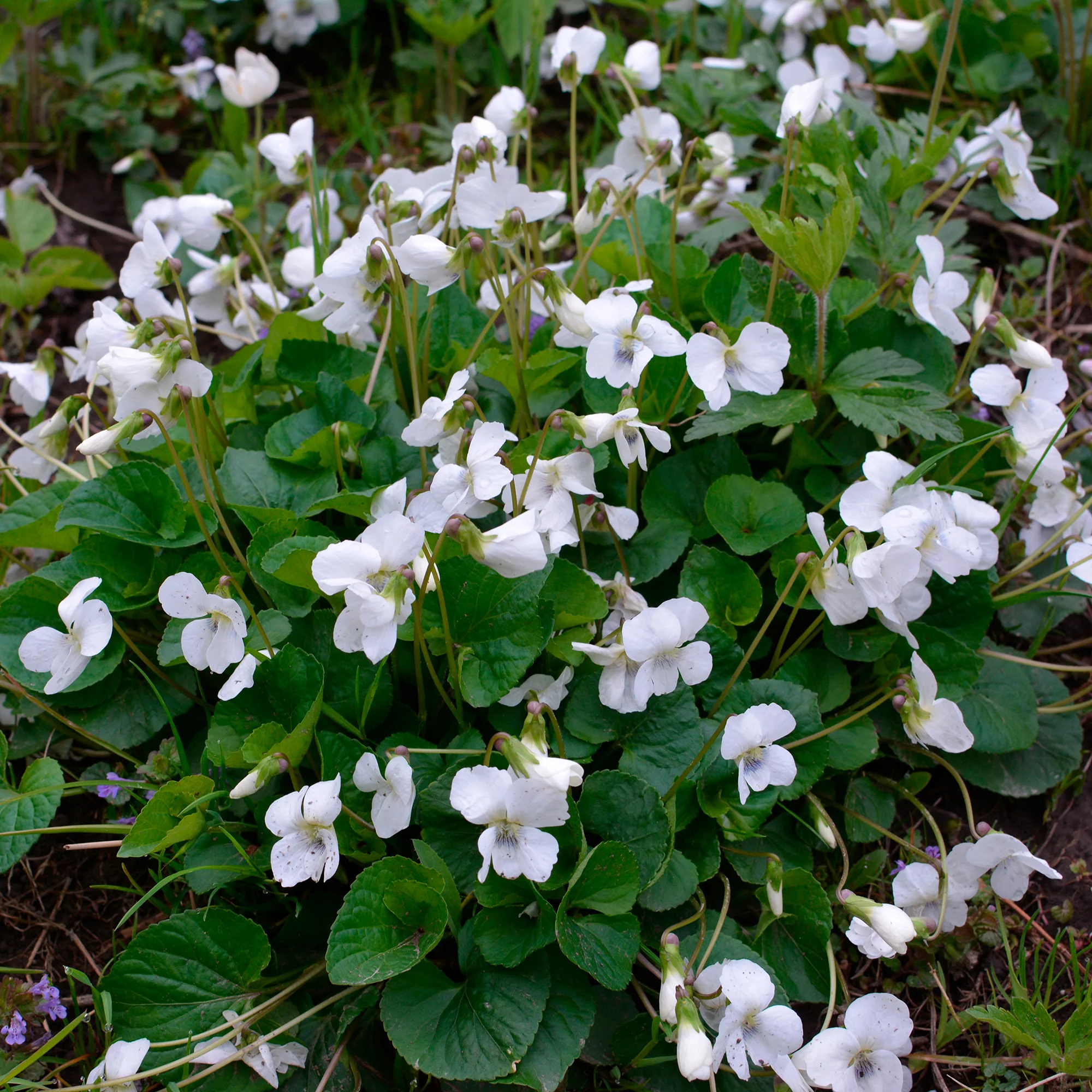 Miniatuur 2