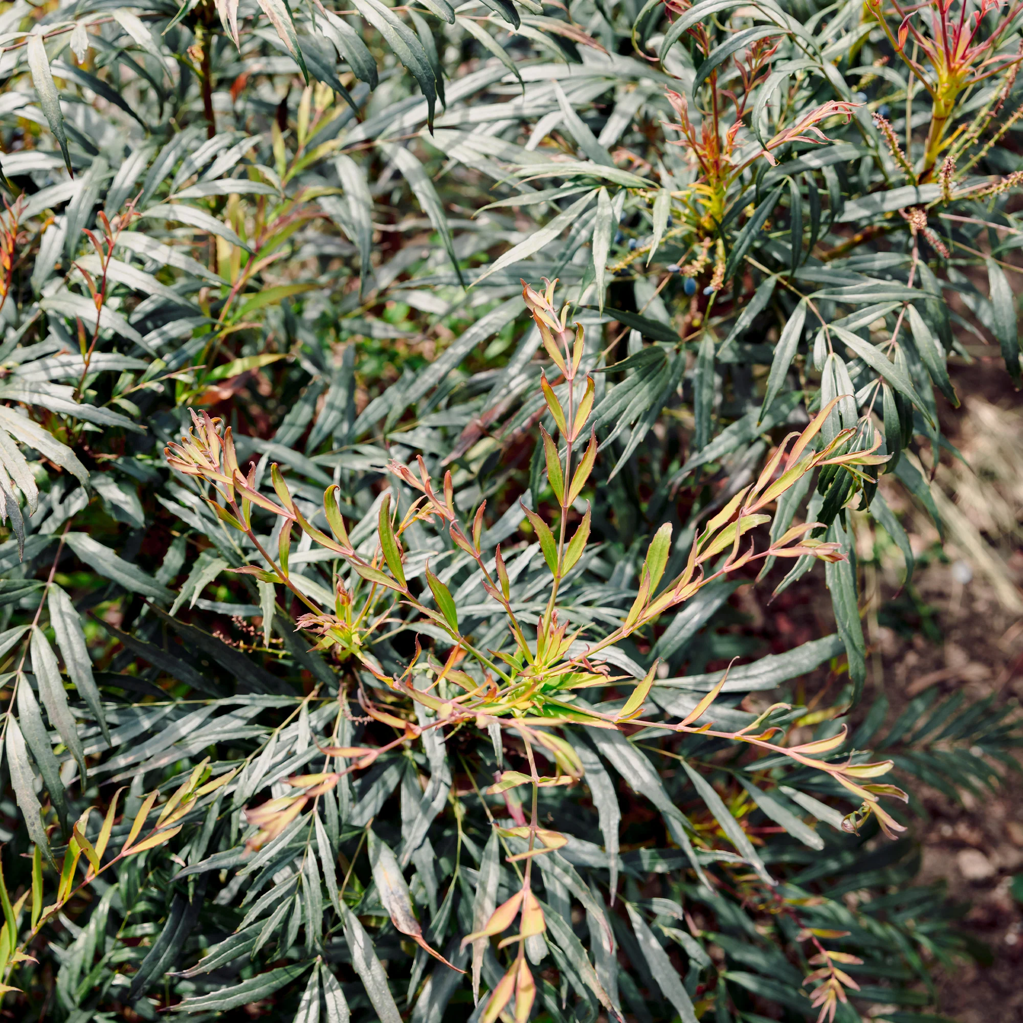 Miniatuur 1