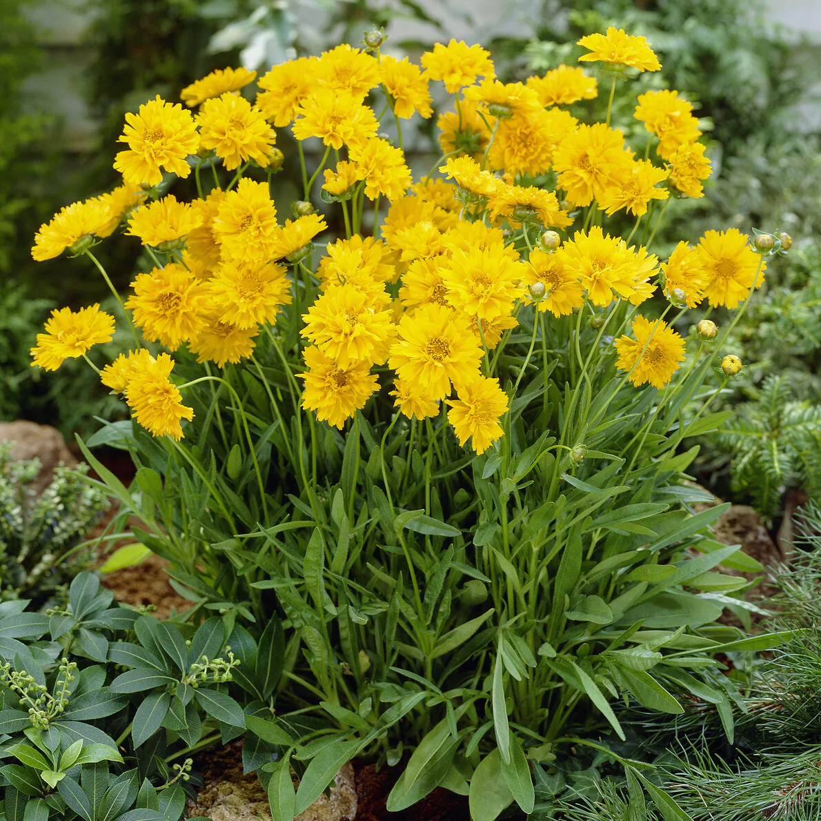 Miniatuur 1