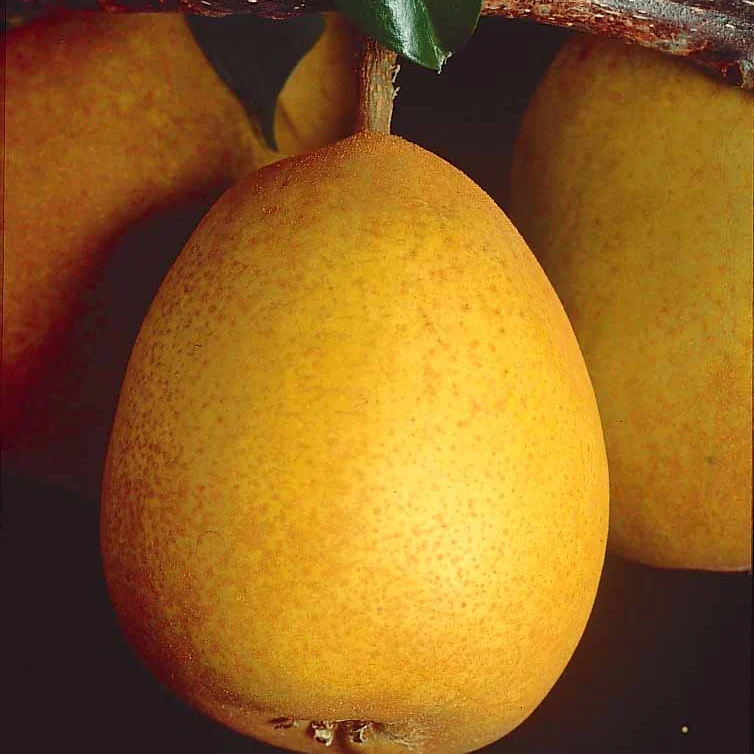 Miniatuur 2