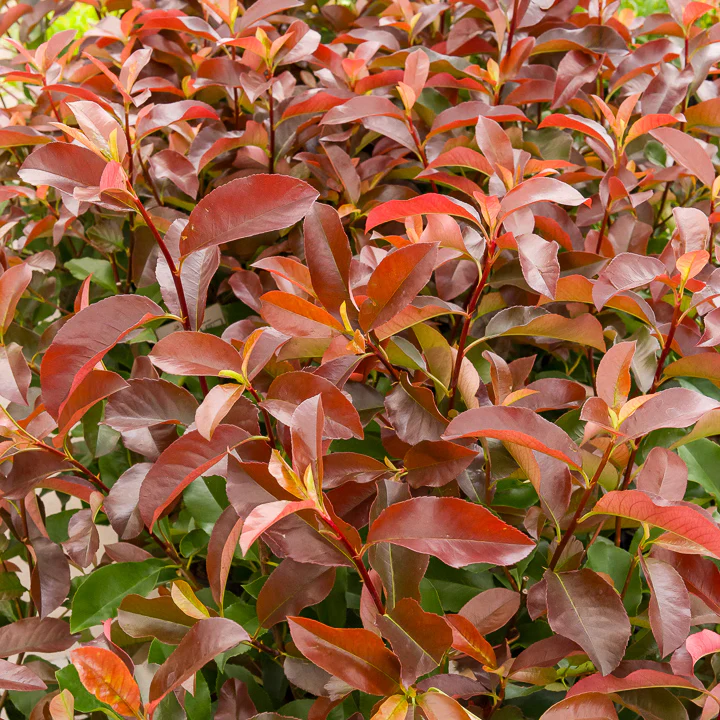 Miniatuur 2