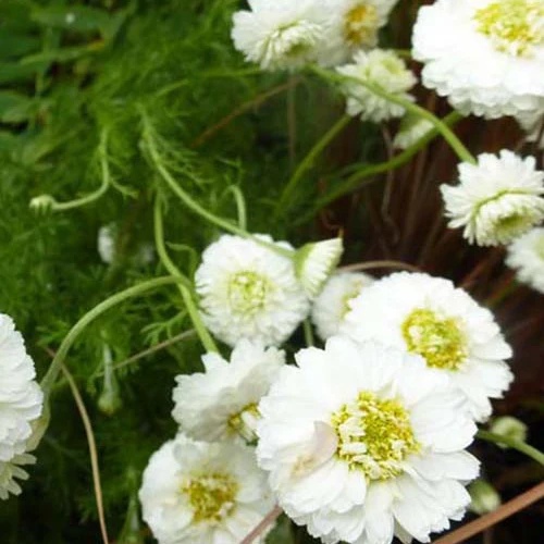Miniatuur 1