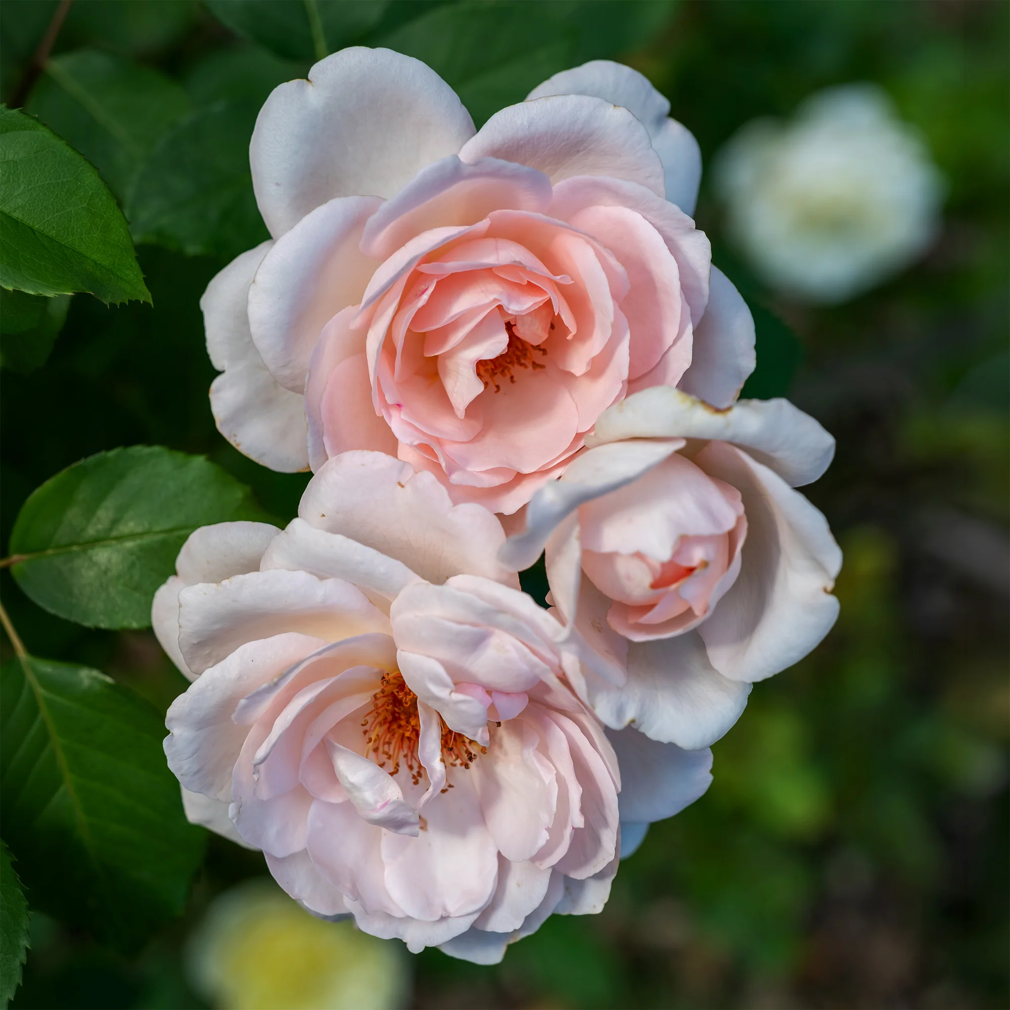 Miniatuur 2