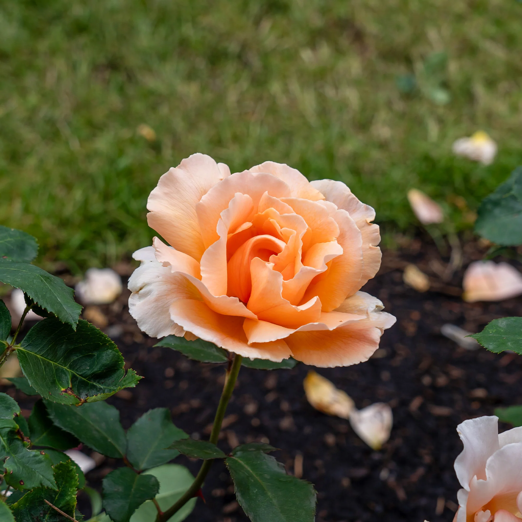 Miniatuur 2