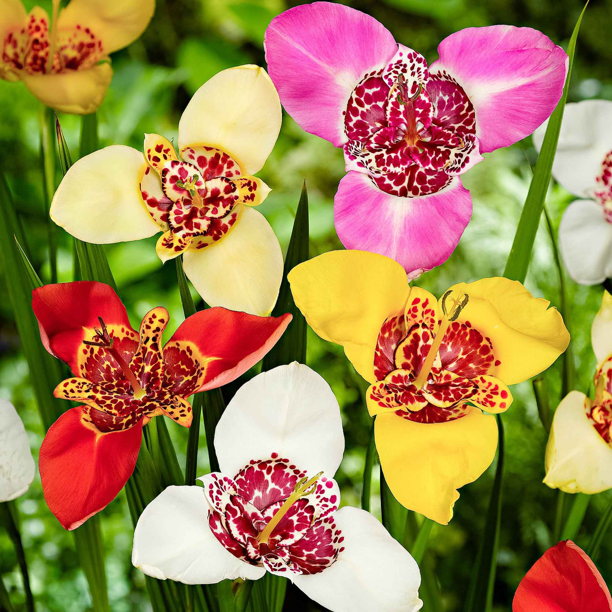 Miniatuur 1