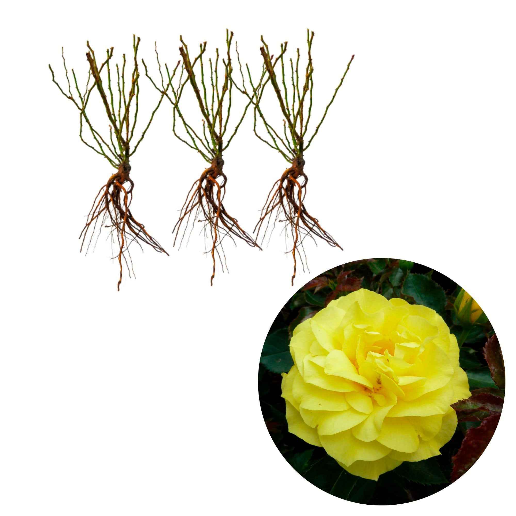 Miniatuur 2