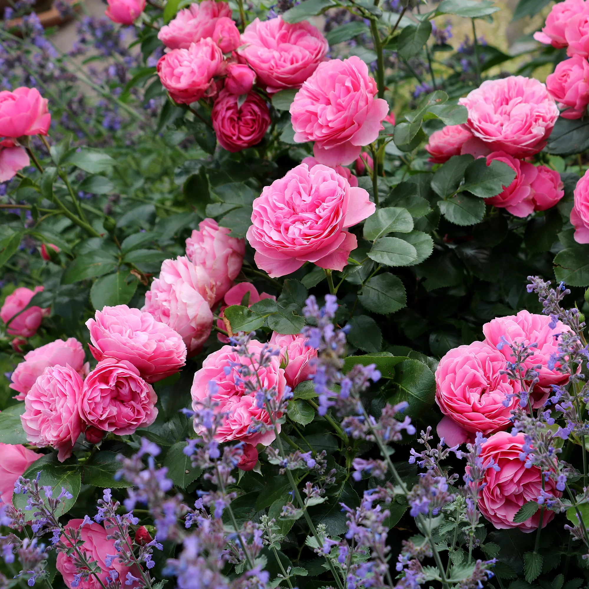 Miniatuur 2