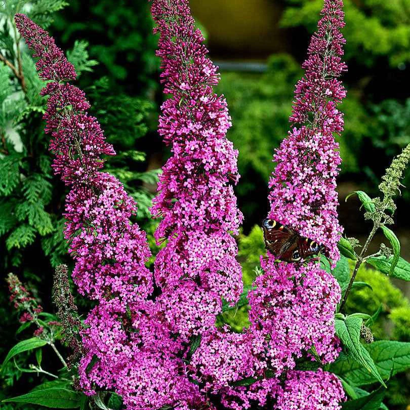 Miniatuur 2